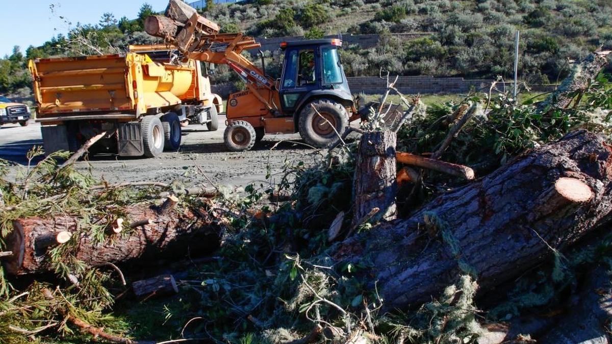 Dan Linhares with San Luis Obispo County Roads loads up pieces of the 15 trees that fell in less than 3 hours in Cambria. Winds from Sunday’s storm brought down trees in Cambria.