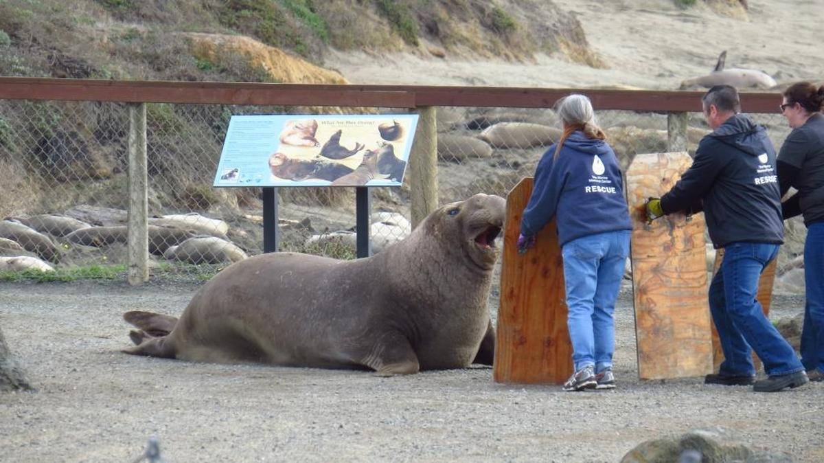 An elephant seal estimated to weigh 4,000 pounds escaped briefly onto the boardwalk at Piedras Blancas on Dec. 27 before being herded back onto the beach.
