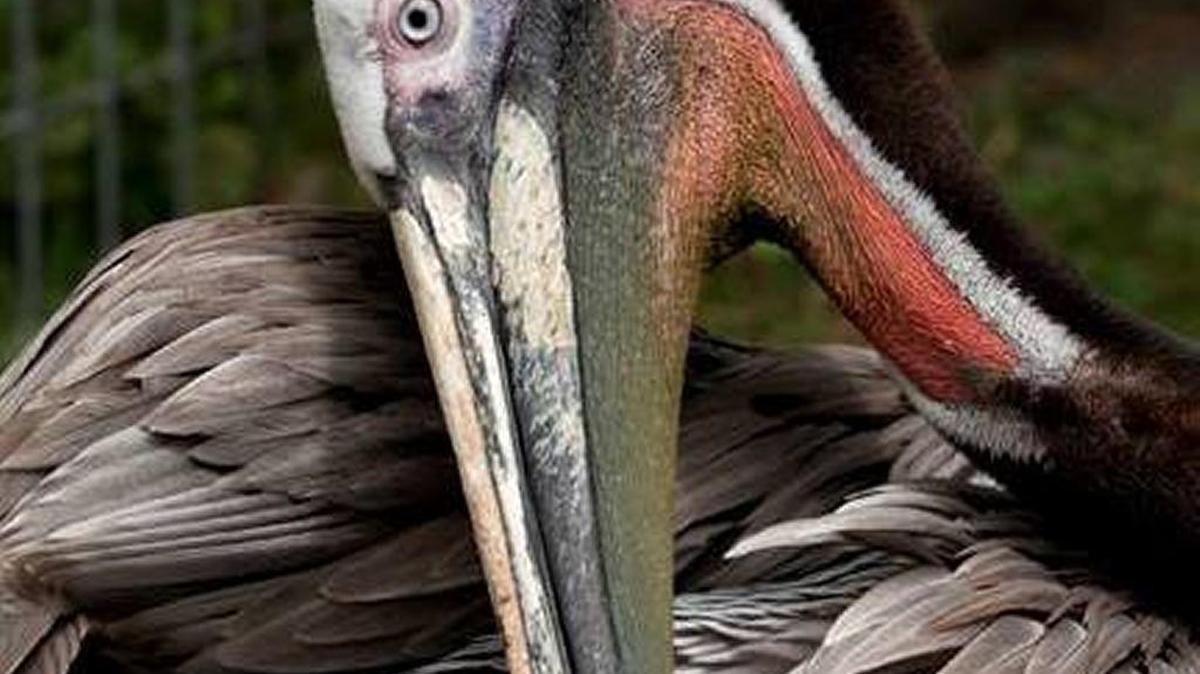 Morro the pelican will be the guest of honor at Greenspace’s Creekside Reserve on Sept. 11.
