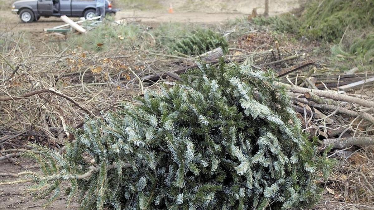 A Christmas tree is left at the Chicago Grade landfill in Atascadero in this 2002 photo.