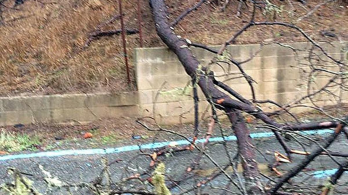 This tree fell near 927 Beer Co. on Cornwall Street in Cambria, owner Aaron Wharton said.