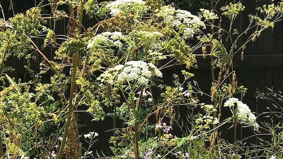 Hemlock is seen growing near the Cambria Vineyard Church on the 1600 block of Main Street.