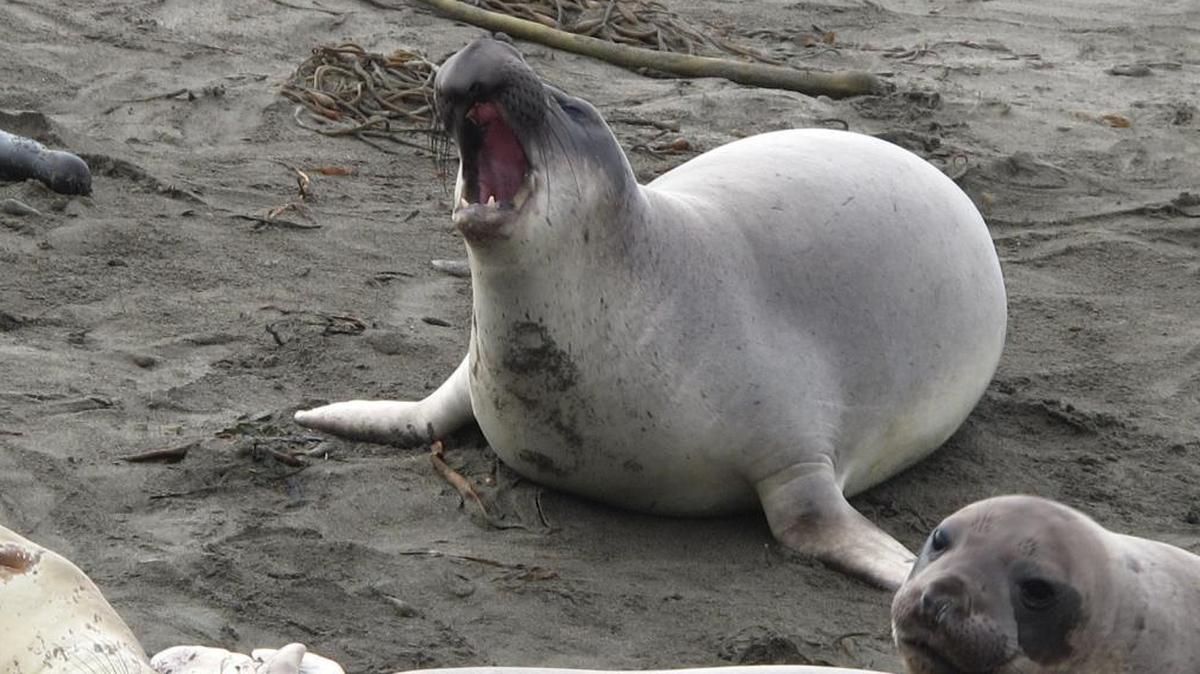 Hear me roar! I’m 5 years old, and getting meaner by the day.
