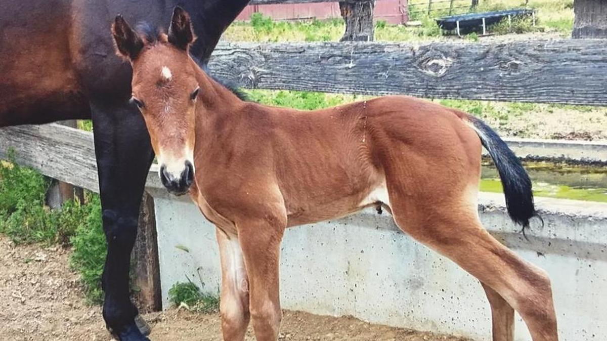 The county’s Rural Crime Unit is seeking help locating this stolen foal, last seen on Harmony Ranch Road.