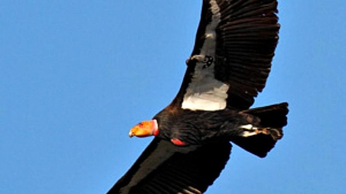 Condors can be distinguished from turkey vultures by the patch of white feathers on the wings.
