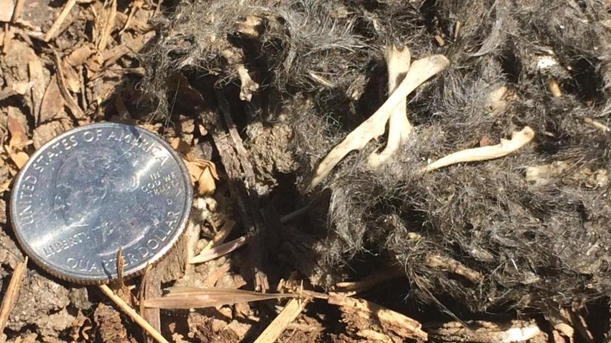 A recently regurgitated pellet found beneath a barn owl box at Coast Union reveals the bones and fur of an unlucky gopher.