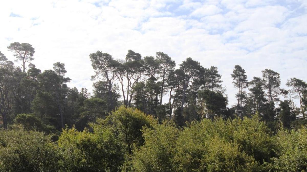 Many proposals are in the works for Cambria’s Monterey pine forest.