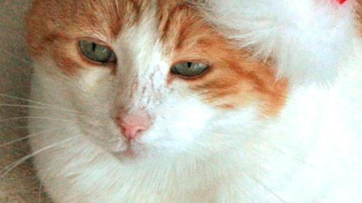 HART has dozens of cats and kittens available for adoption at its shelter in Cambria’s East Village. The Homeless Animal Rescue Team is also offering Guardian Angel gift certificates for sale to help with medical care for the shelter’s feline residents.