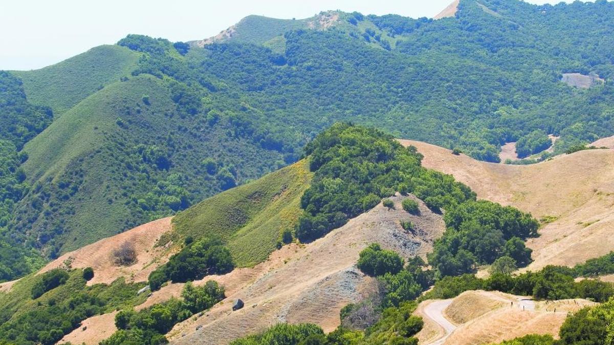 Sudden oak death has been found in trees along Santa Rosa Creek Road, bottom right.