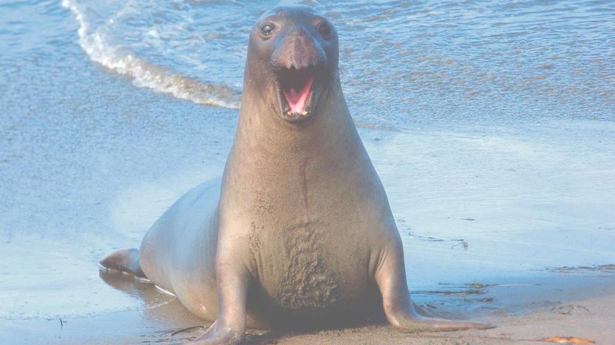 An elephant seal mugs for the camera. During the fall, the beach belongs to younger seals; adult male bulls will arrive in December.