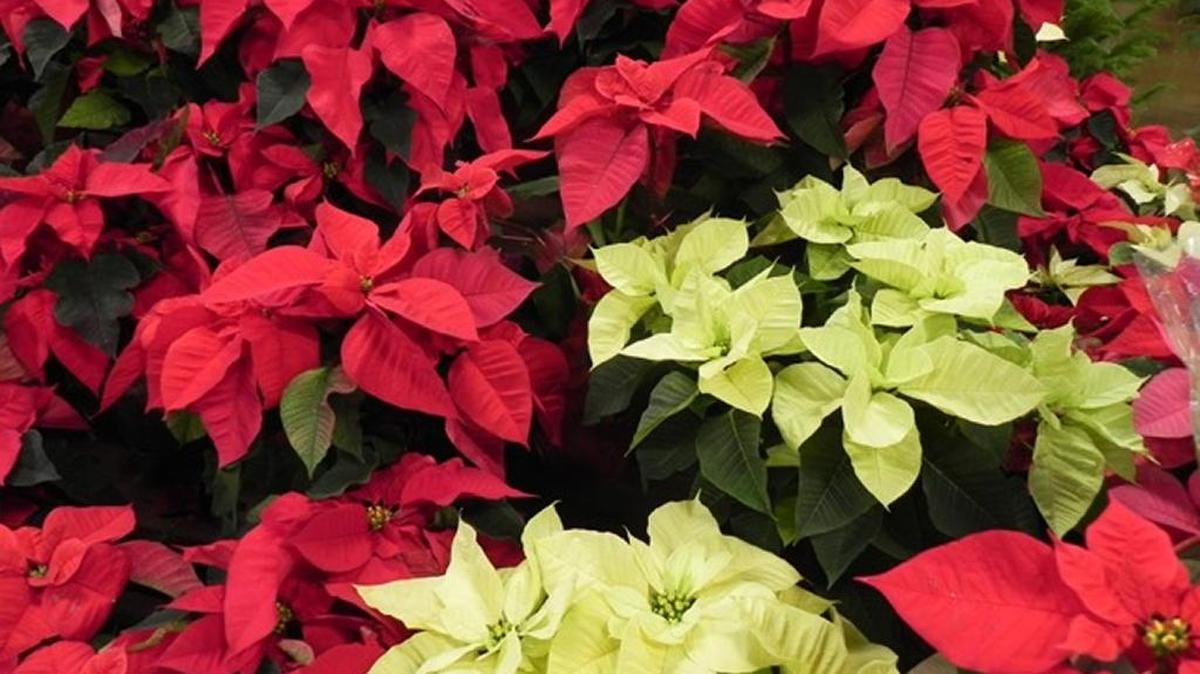 Poinsettia plants make wonderful gifts for gardeners.