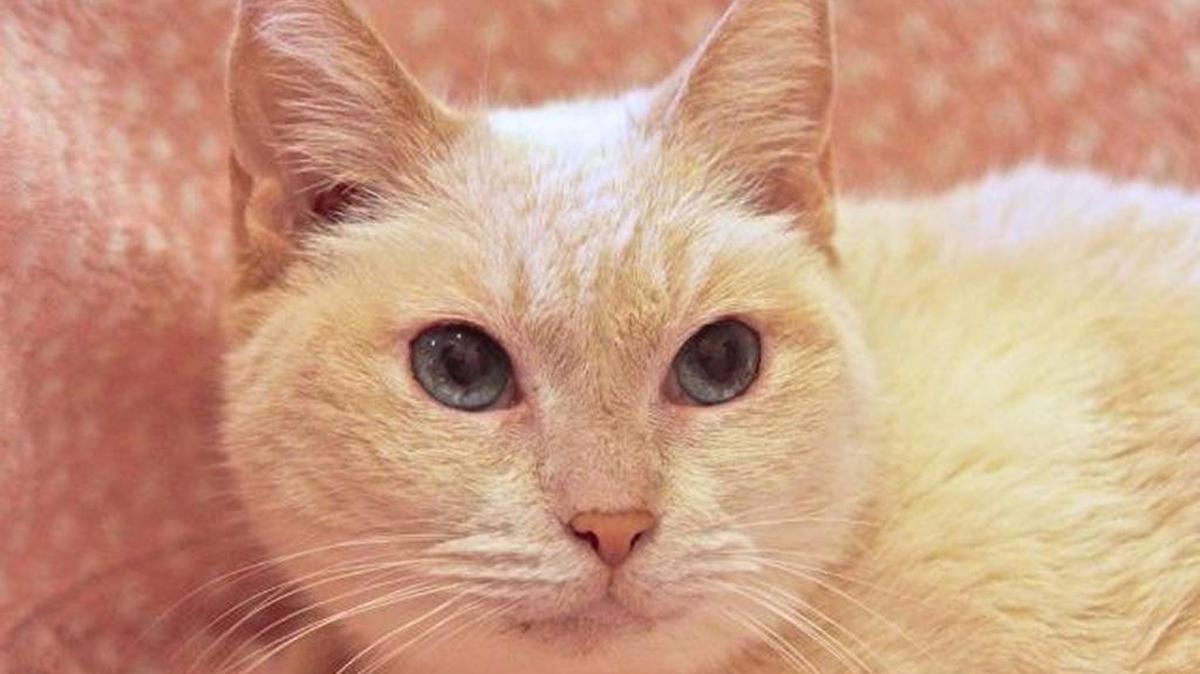 Amber is among the cats who have been made available for adoption by the Homeless Animal Rescue Team.