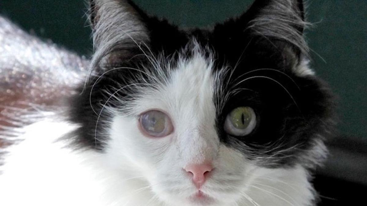 Clancy is the Homeless Animal Rescue Team’s Cat of the Month.