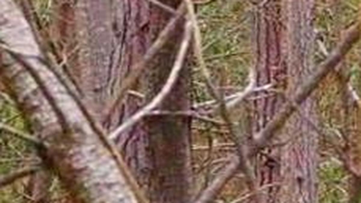 A Memorial Day forest walk on the Fiscalini Ranch Preserve shows dead and diseased trees marked for removal.