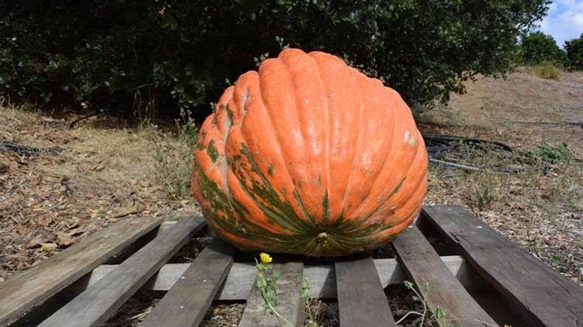 Mike Strong won the prize for the biggest pumpkin at Cambria Farmers Market at 142 pounds.