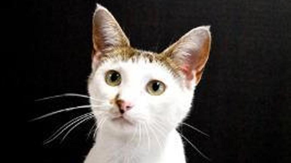 Twiggy is available for adoption at the HART shelter in Cambria’s East Village.