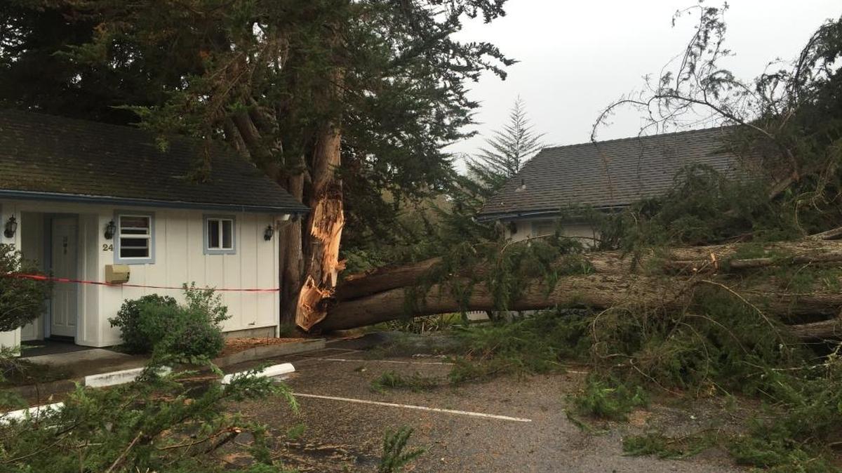 A splintered Monterey cypress tree fell on the parking lot at the Bluebird Inn on Main Street, hitting four vehicles parked there.
