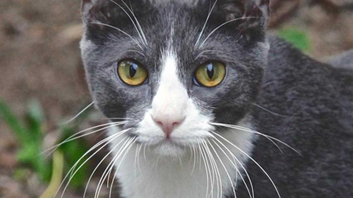 Alonzo suffered from a spinal injury.