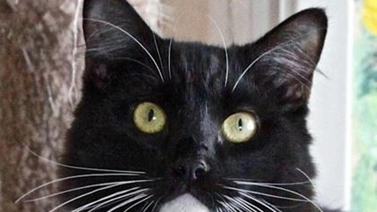 Desiree and all other black or tuxedo cats are available for a $5 adoption fee this month at Cambria’s Homeless Animal Rescue Team shelter.