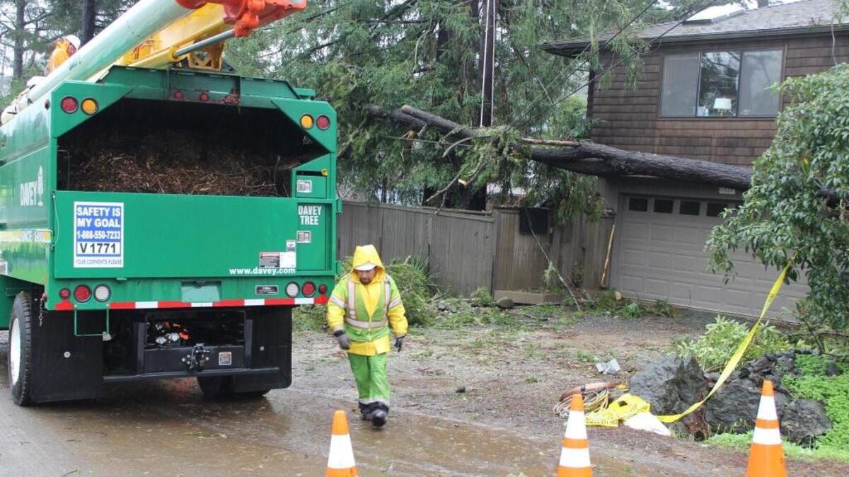 A Davey Tree worker surveys the site at 3020 Bradford Circle in Cambria, where a tree fell across power lines next to the home Sunday.