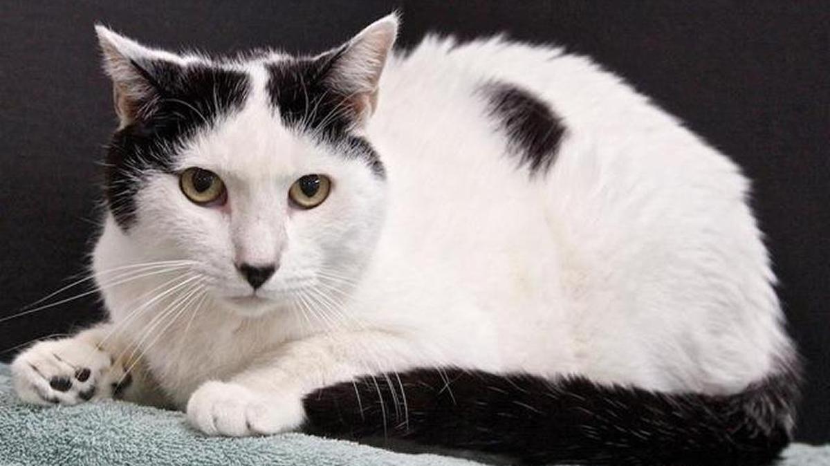 Noodles is among the cats and kittens available for adoption at the Homeless Animal Rescue Team’s shelter at 2638 Main St. in Cambria’s East Village.