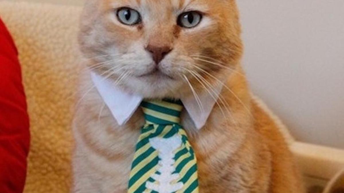 Trenton is HART’s Cat of the Month.
