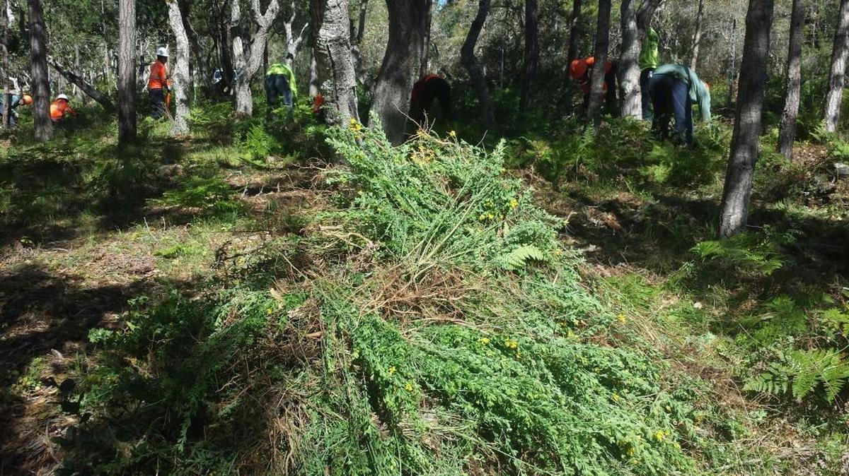 Efforts to remove French broom took place on Fiscalini Ranch Preserve recently.