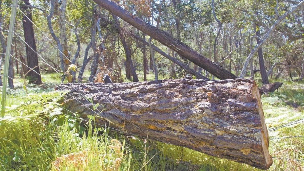A dead and downed pine tree in Cambria.