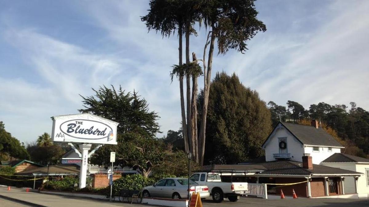Two unstable, diseased historic trees have been removed in Cambria’s East Village business district. One is at least 110 years old, according to a nearby plaque. Above, the trees are in the process of being removed on Tuesday.