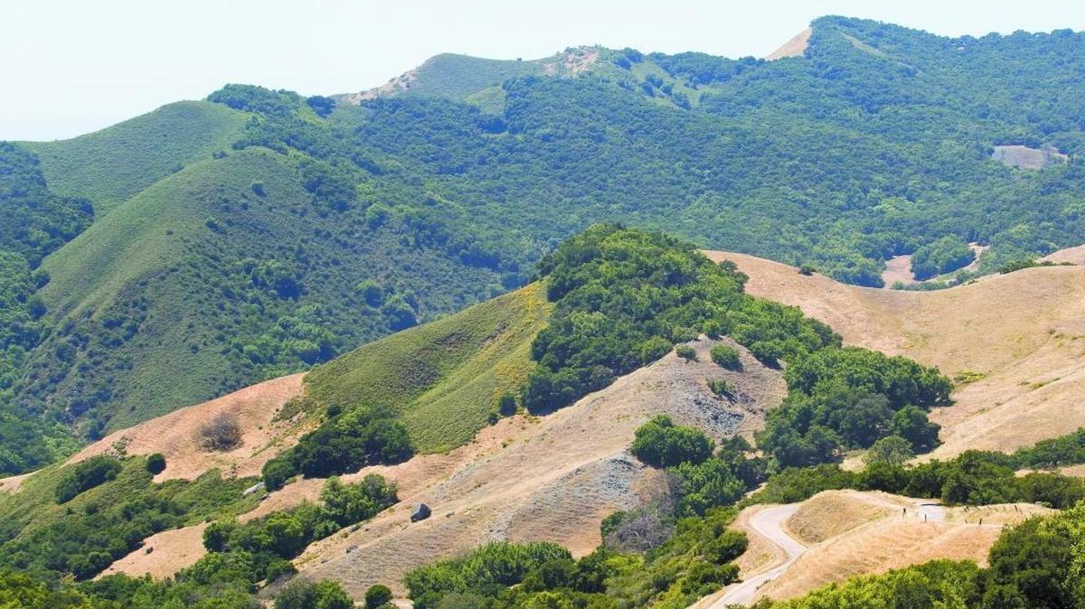 Oak trees are seen on the hills off Santa Rosa Creek Road, bottom right, between Cambria and Highway 46 in 2011. Sudden oak death is attacking oak and bay laurel trees throughout California.