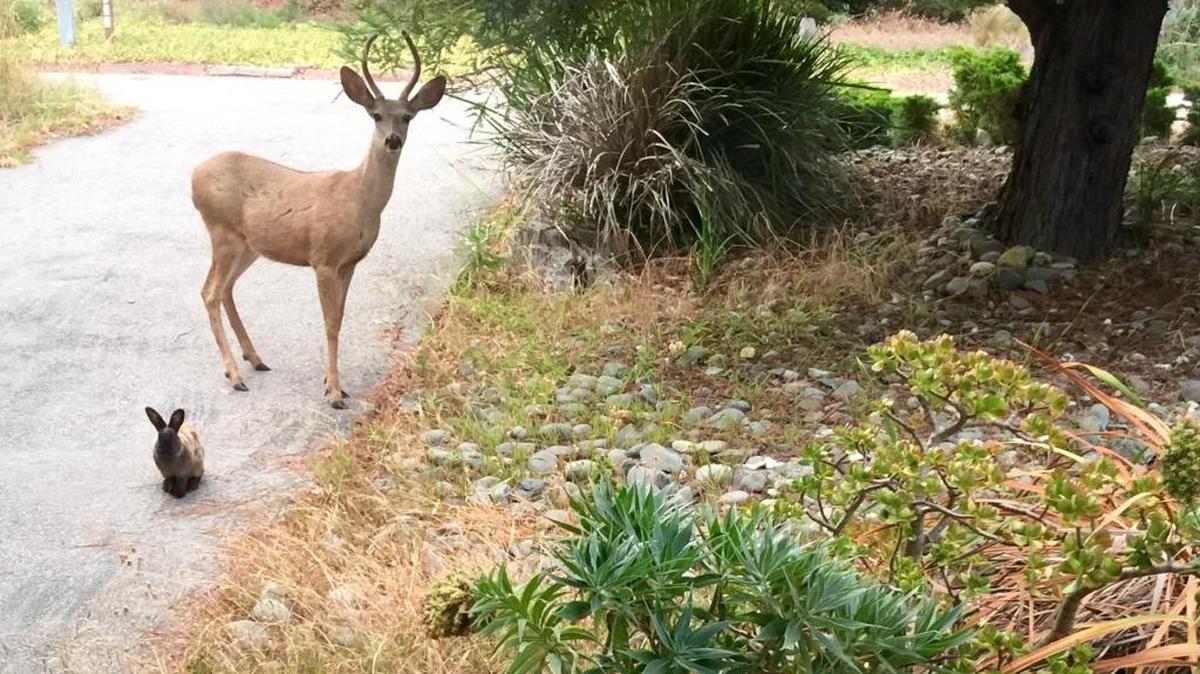 The Berwick Bunny made friends with other wildlife, such as this young buck.