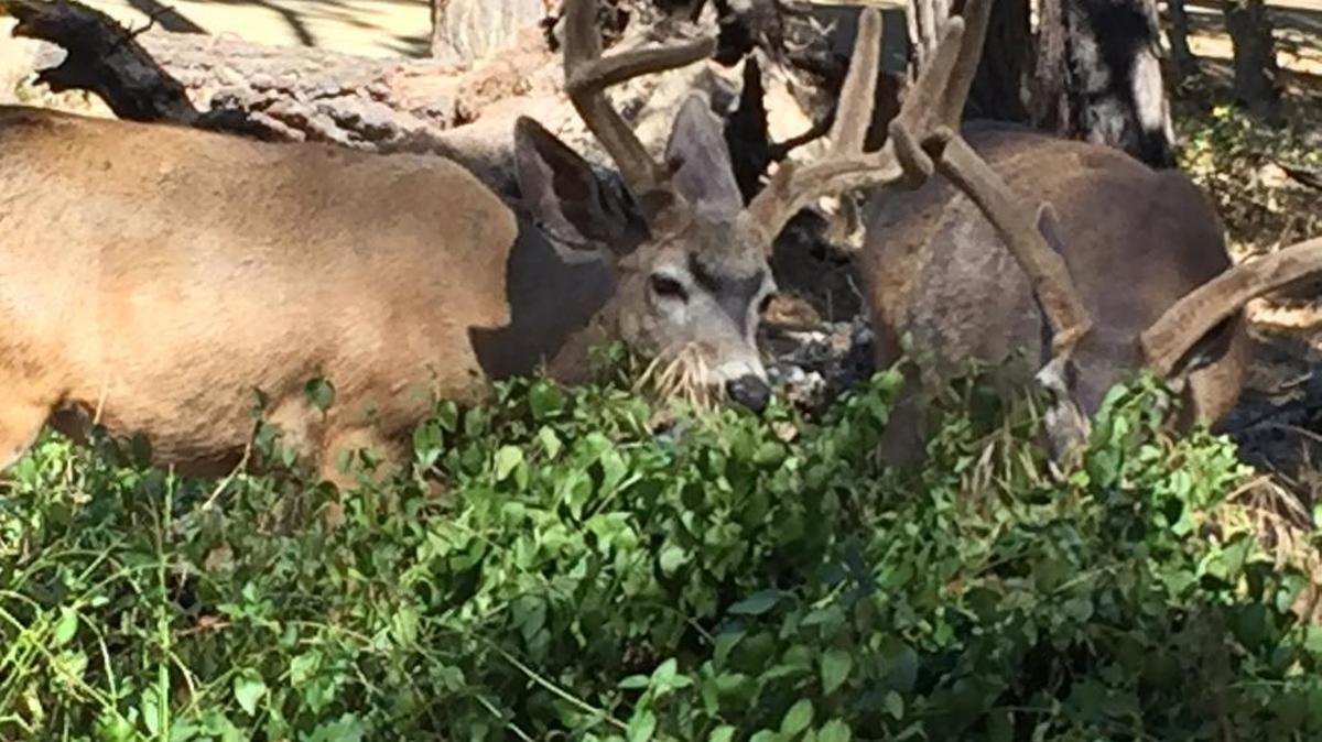 Deer and other wildlife appear to be flourishing on the North Coast.