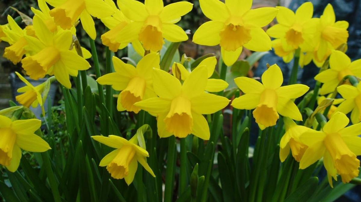 It’s hard to remain depressed in the face of sunny daffodils.
