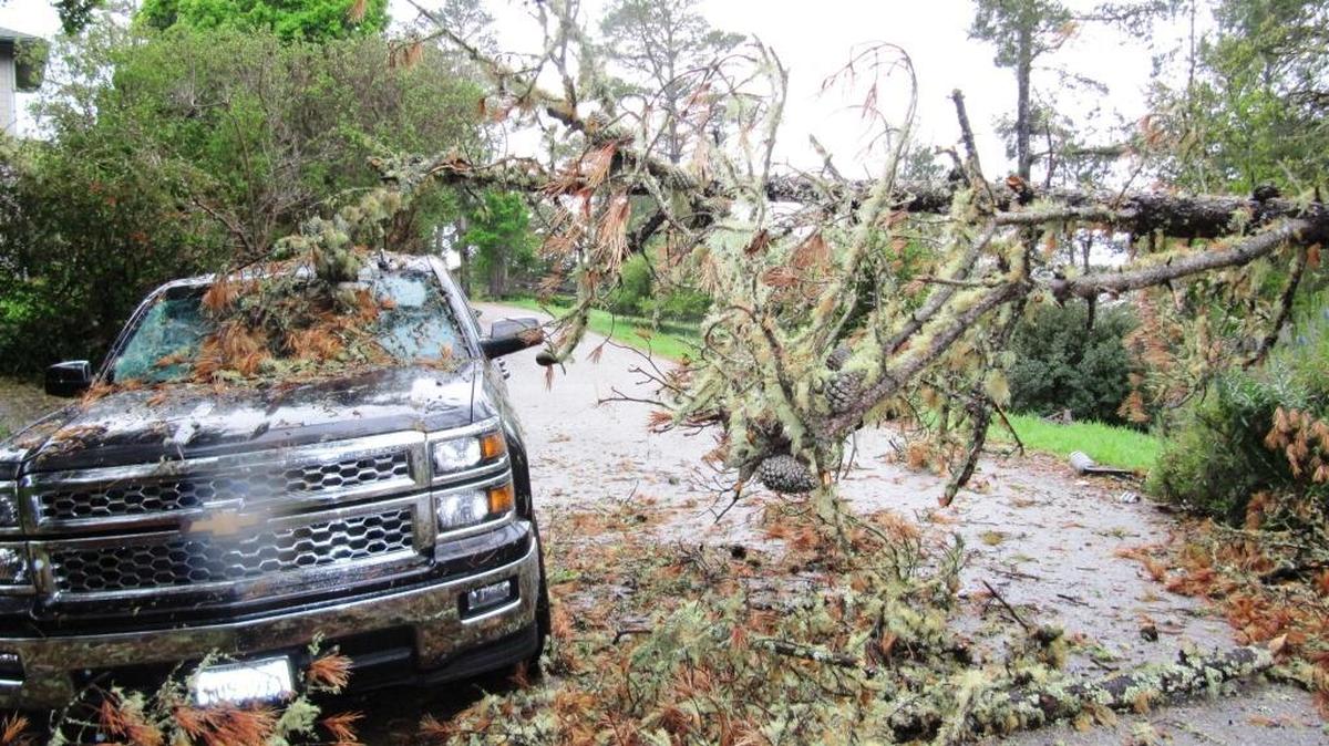 This tree fell on top of a truck on Pineridge Drive during Monday’s storm.