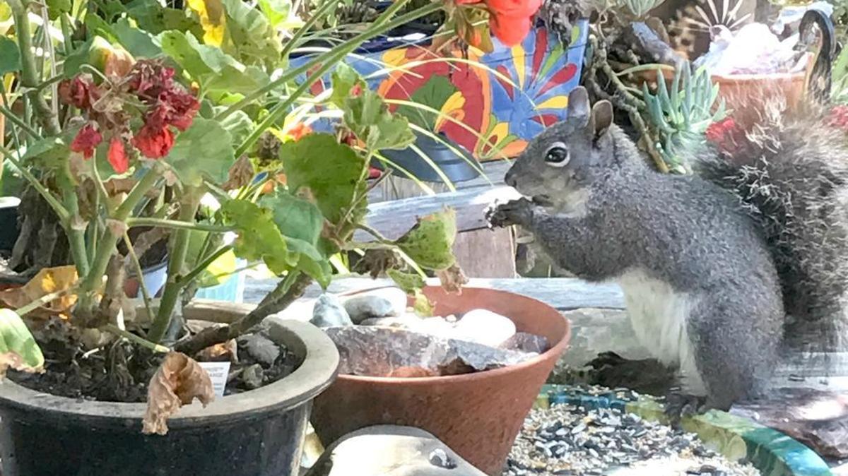 A squirrel visits the columnist’s yard last week.