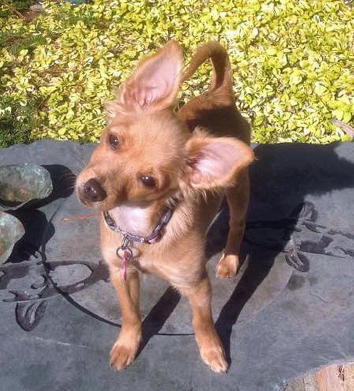 Honey, two weeks after adoption.