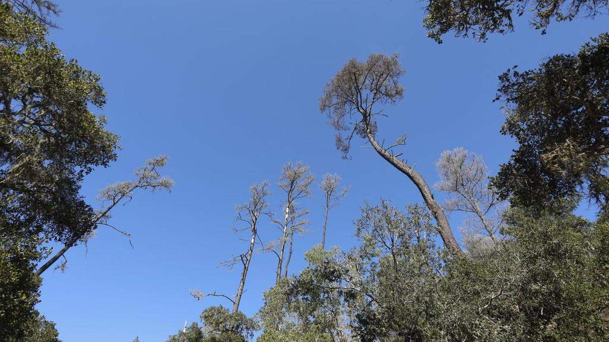 Monterey pines are seen along Bridge Street in 2016. The new Covell Ranch project focuses on restoring about 665 acres of rare native Monterey pine forest to their natural state.