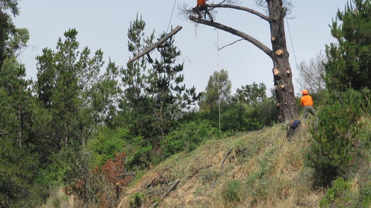 Workers sever limbs from a tree above Main Street, across from the Chevron gas station.