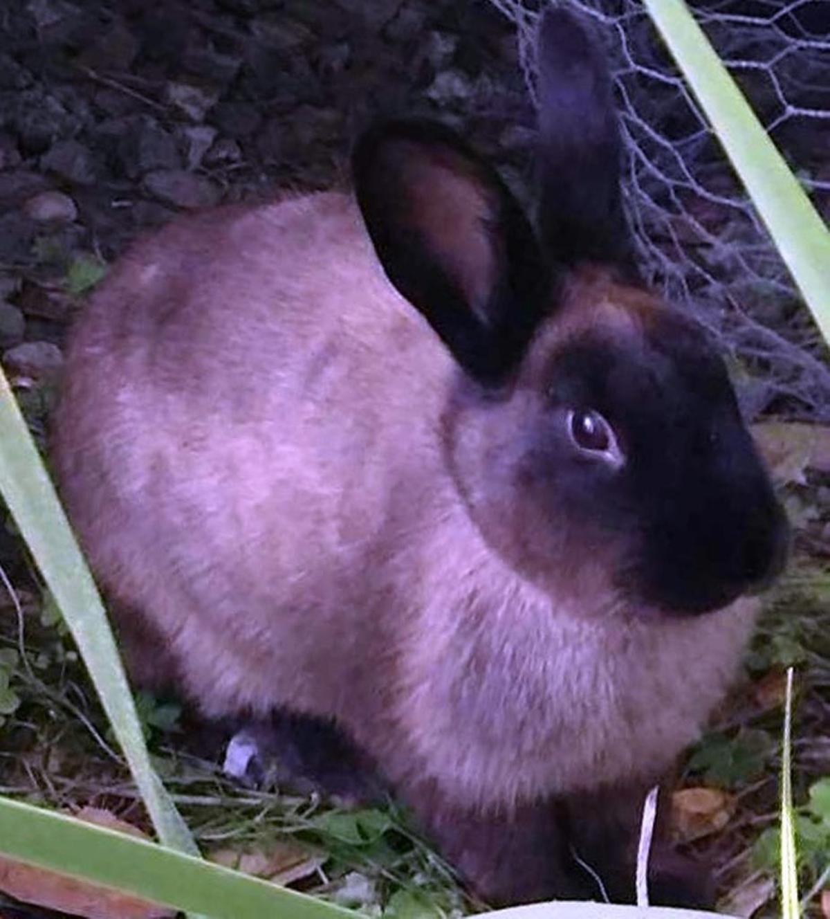 Teh Berwick Bunny.