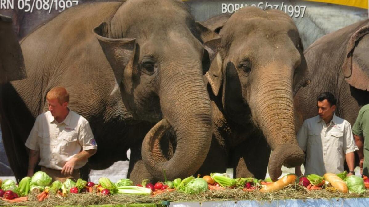 The Ringling Bros. and Barnum & Bailey Center for Elephant Conservation throws a retirement party for 11 of its performing Asian elephants on Friday, May 6, 2016, in Polk City, Fla.