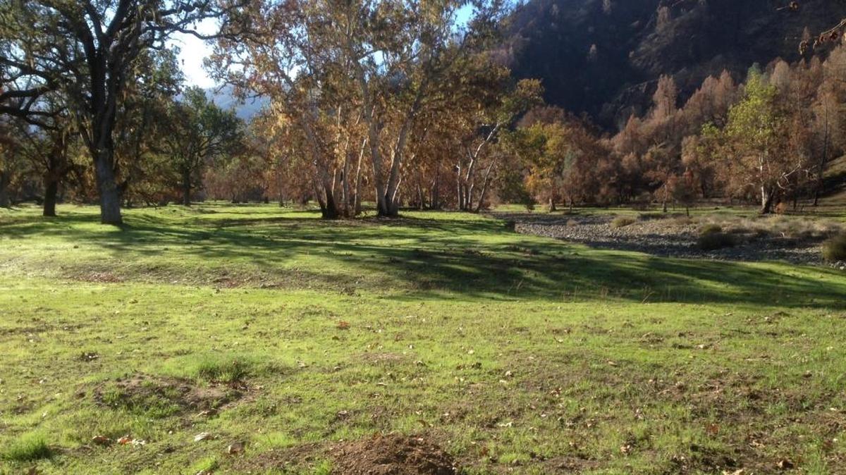 Foliage is seen regenerating at Tobacco Flats on Hearst Ranch after the Chimney Fire.