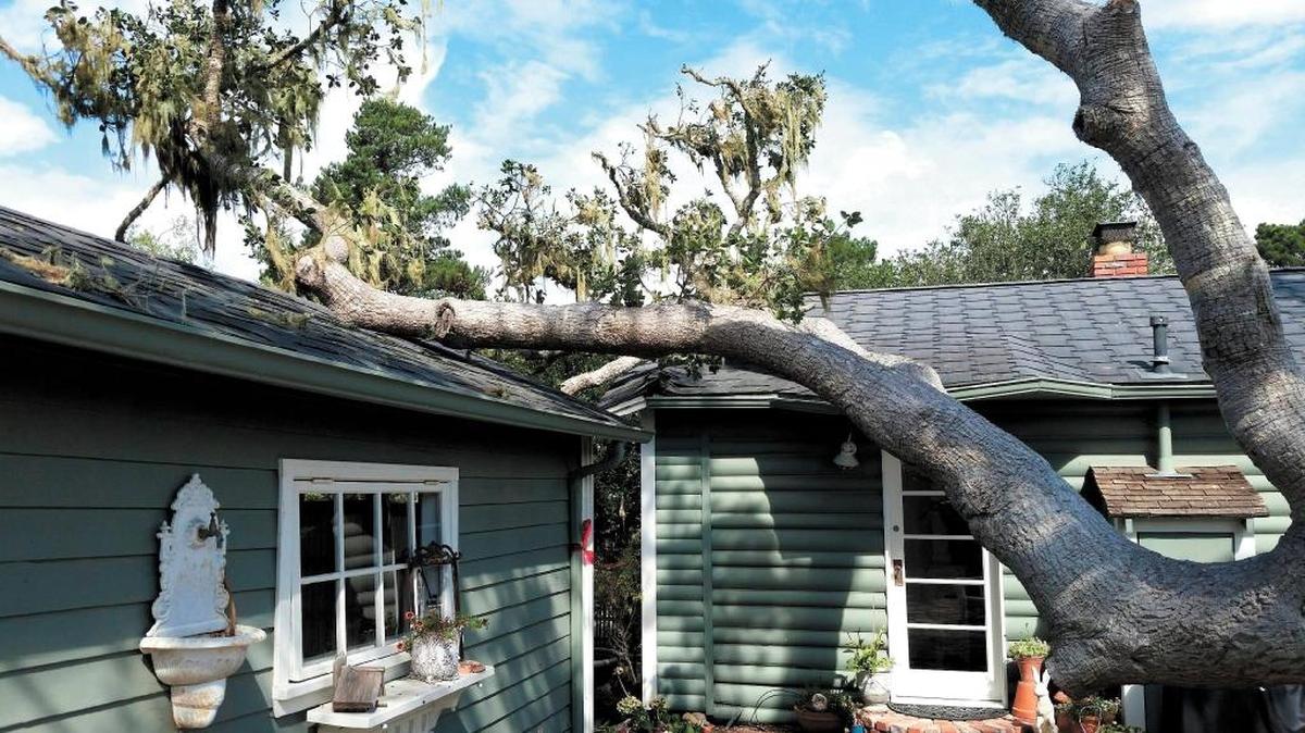 An oak tree crashed into the roof of Katy Jenny’s home on Newton Drive in Cambria.