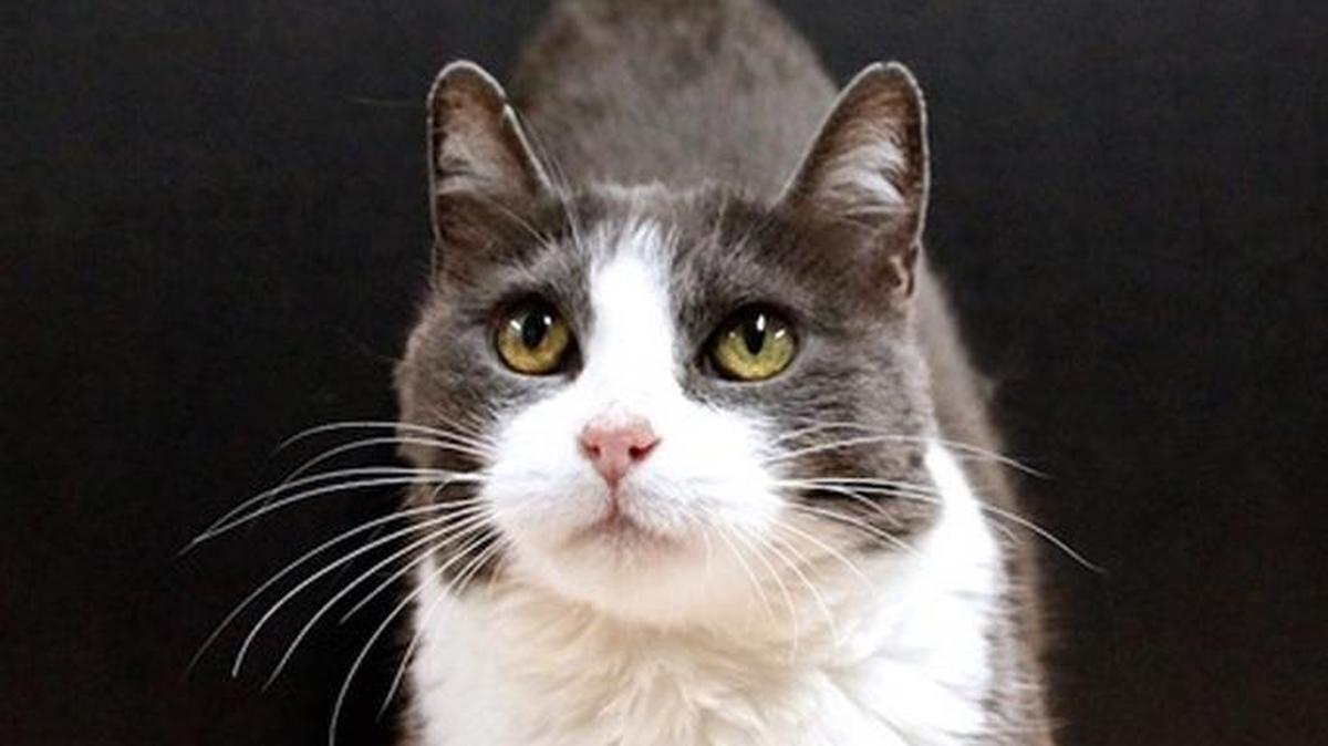 Bandit is HART’s Cat of the Month for January.