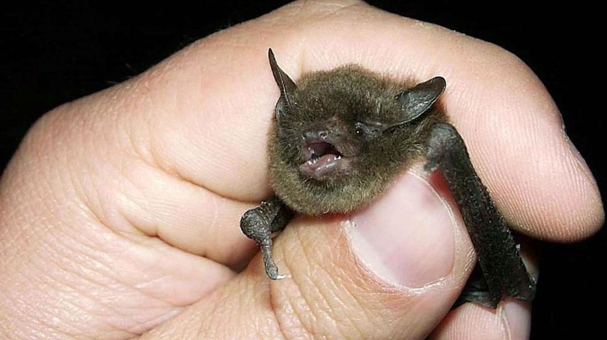 Bats don’t typically bite people and aren’t aggressive, so people should avoid approaching or trying to help them, health officials say.