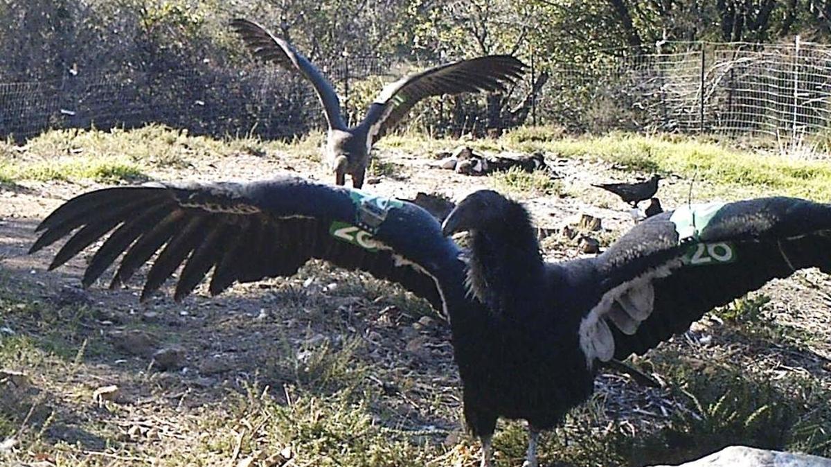 Two of the five recently released condors are pictured near a feeding site close to their fly pen in the mountains above San Simeon.