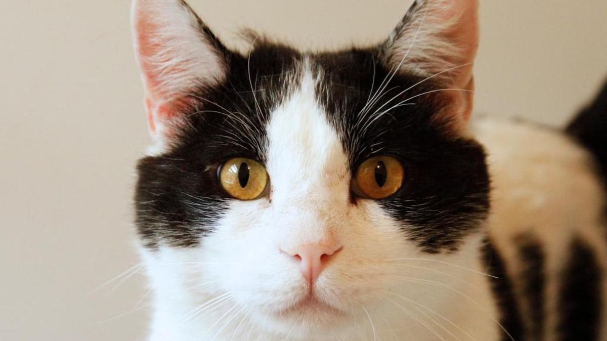 Hamilton is HART’s Cat of the Month.