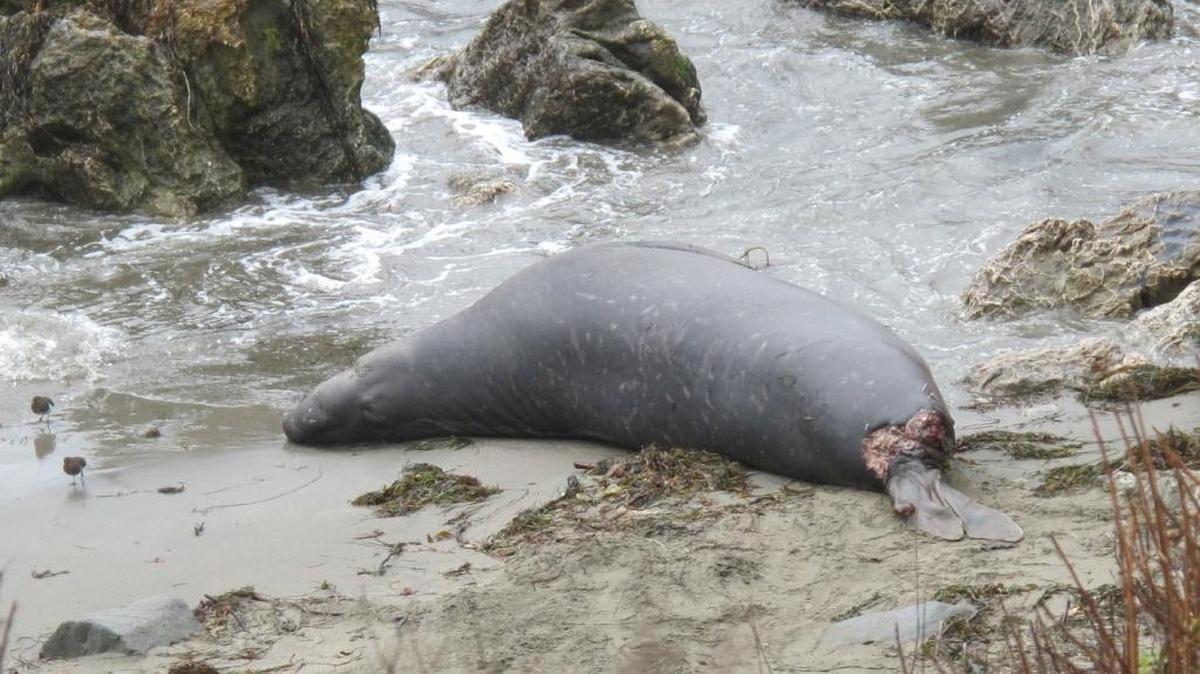 A wounded elephant seal is seen Monday at Piedras Blancas. The animal was apparently attacked by a shark.