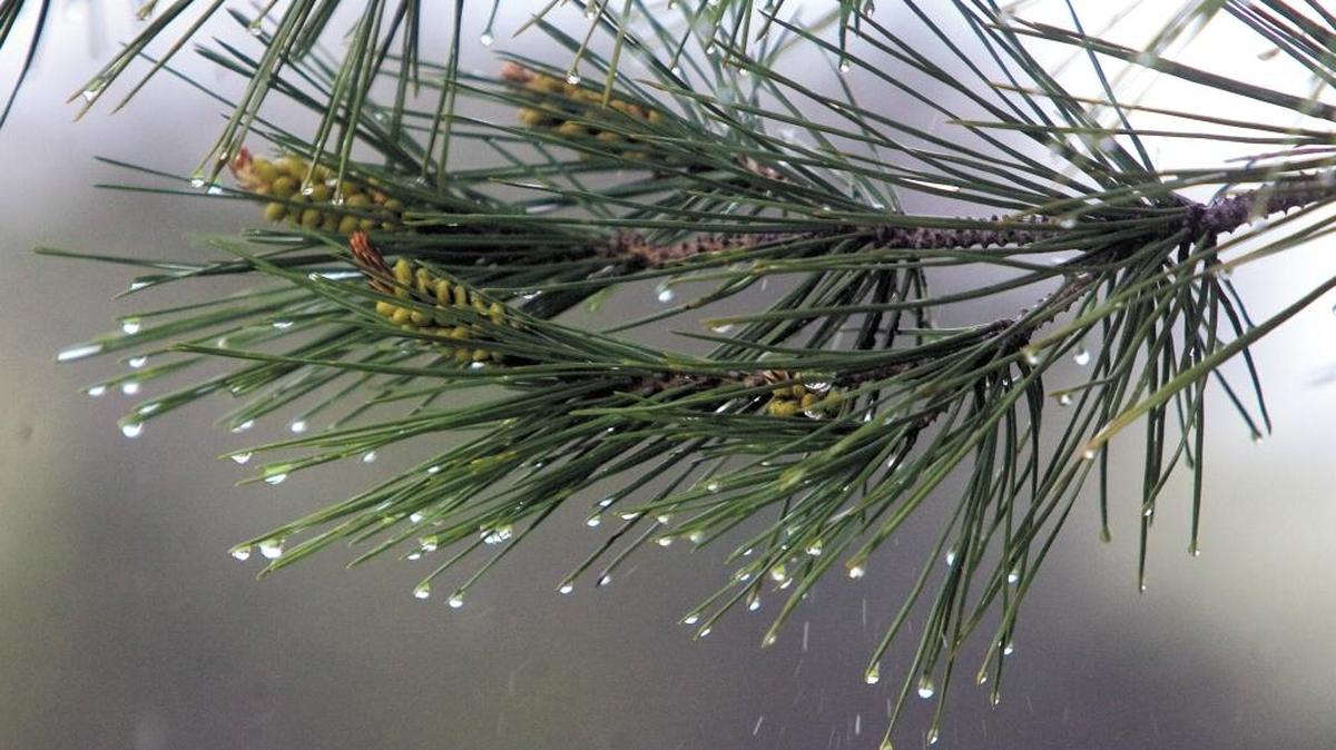 Raindrops on pine branches.