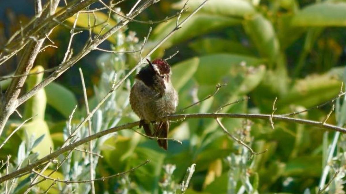 A bird’s song is worth a smile.
