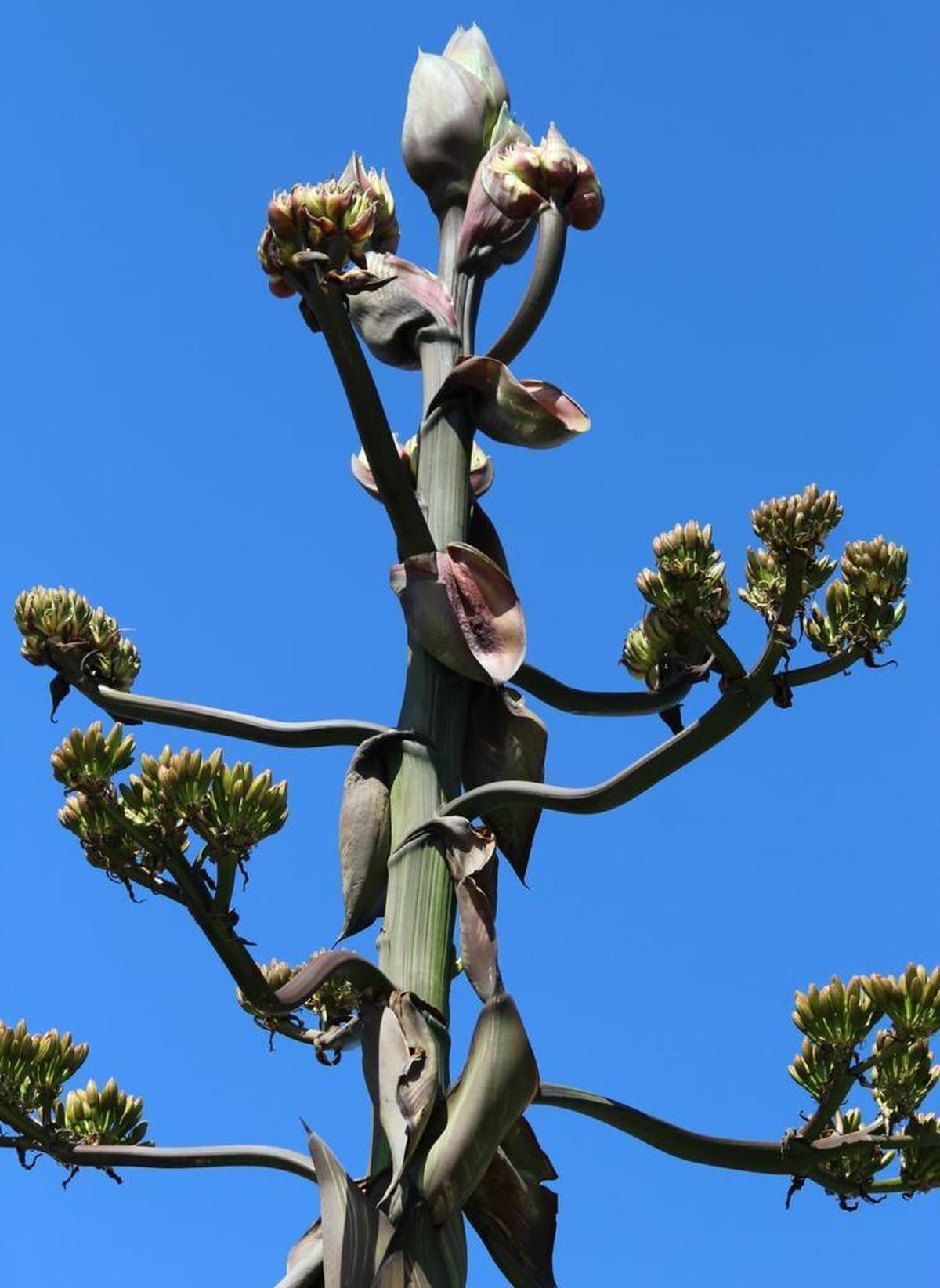The century plant in bloom at Centrally Grown on Monday.